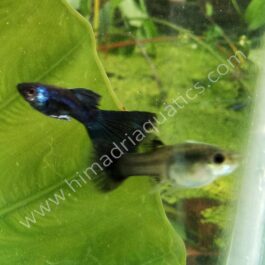 Electric Blue Guppy Pair