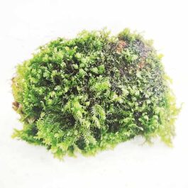 Fissidence crispulus/ Zipper moss on rock