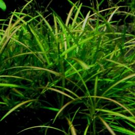 Echinodorus tennelus / Micro sword/ helanthium tenellum red (6 plants)