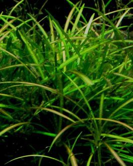 Echinodorus tennelus / Micro sword (3 plants)