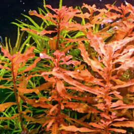 Ludwigia inclinata/ Yellow Ludwigia (6 stems)x