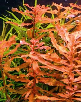 Ludwigia inclinata/ Yellow Ludwigia (6 stems)
