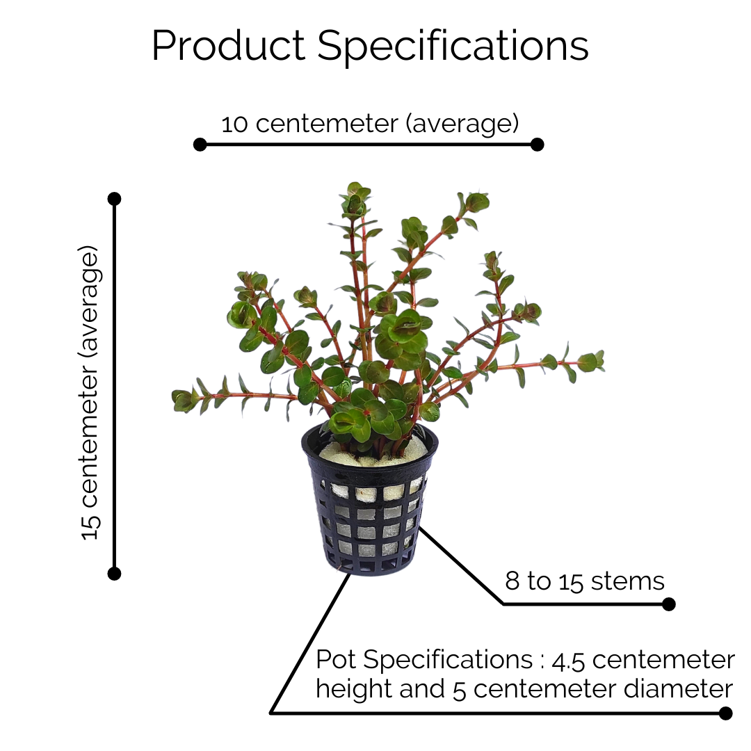 Rotala rotundifolia "Hi Red"/Hra (large Pot) - Image 9