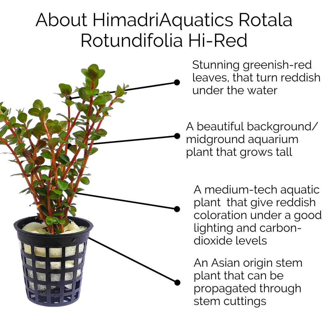 Rotala rotundifolia "Hi Red"/Hra (large Pot) - Image 10