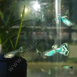 Japan blue mossaic guppy pair