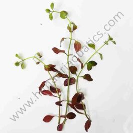 Hi red-Ludwigia palustris (6 stems)