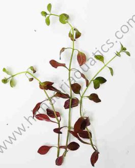 Hi red-Ludwigia palustris (3 stems)