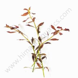 Ludwigia arcuata “Dark red”/ Needle leaf ludwigia (6 stems)
