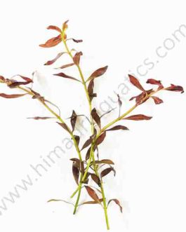 Ludwigia arcuata "Dark red"/ Needle leaf ludwigia (6 stems)
