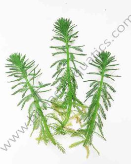 Myriophyllum aquaticum/ parrot feather/ watermilfoil (3 stems)