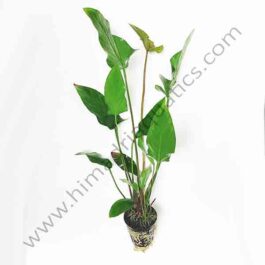 Anubias gracilis(Single Plant Pot)