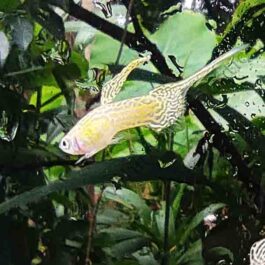 Yellow cobra top sword guppy pair