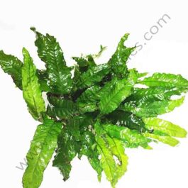 Microsorum pteropus ' Java Fern' on SS MESH