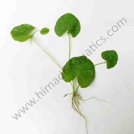 Nymphoides Taiwan (1 plant)