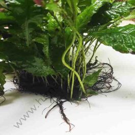 Microsorum pteropus ‘ Java Fern’ on SS MESH