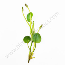 Water poppy ( 25 plants combo )