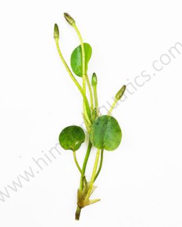 Water poppy/ Hydrocleys nymphoides (single plant)