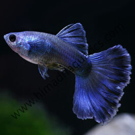 Moscow blue guppy pair