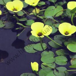 Water poppy/ Hydrocleys nymphoides (single plant)