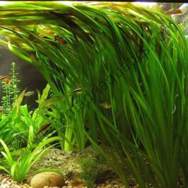 Common Vallisneria (single plant)
