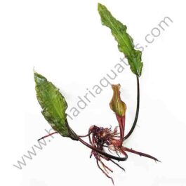 Lagenandra meeboldii – Tenkashi (single plant)