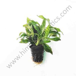 Anubias barteri var. glabra "variegated leaf"( large pot)
