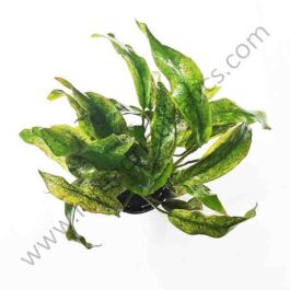 Anubias barteri var. glabra “variegated leaf”( large pot)