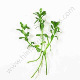 Bacopa monnieri/ Water hyssop/ Moneywort (3 stems)