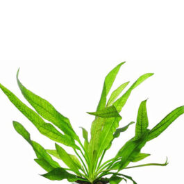 Echinodorus parviflorus / echinodorus grisebachii parviflorus/ Mini amazon sword(large pot)