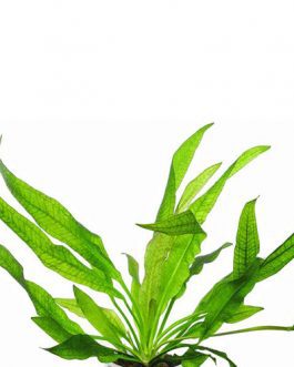 Echinodorus parviflorus / echinodorus grisebachii parviflorus/ Mini amazon sword(large pot)
