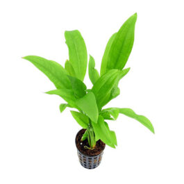 Echinodorus parviflorus / echinodorus grisebachii parviflorus/ Mini amazon sword(large pot)