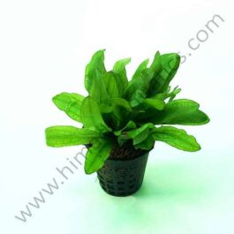 Echinodorus major/ China Amazon (Large pot)