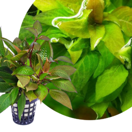 Hygrophila Corymbosa ‘Compacta’/ Hygrophila ‘Compact’ (large pot)