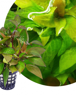 Hygrophila Corymbosa ‘Compacta’/ Hygrophila ‘Compact’ (large pot)