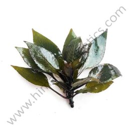 Hygrophila Corymbosa ‘Compacta’/ Hygrophila ‘Compact’ (1 stem)