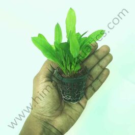 Echinodorus parviflorus tropica (Large pot)