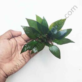 Hygrophila Corymbosa ‘Compacta’/ Hygrophila ‘Compact’ (1 stem)