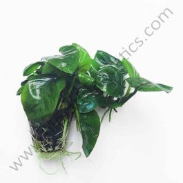 Anubias barteri butterfly (single plant pot)
