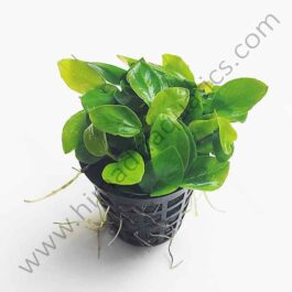 Anubias Nana Gold (Plant Pot)