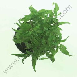 Staurogyne sp. Porto velho (large pot)