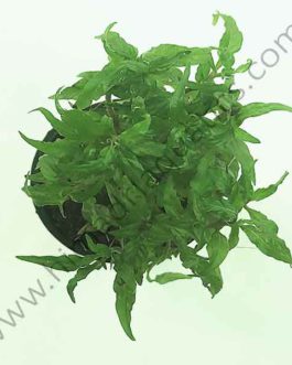 Staurogyne sp. Porto velho (large pot)