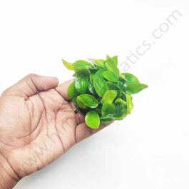 Anubias Nana Gold (Plant Pot)