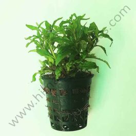 Staurogyne sp. Porto velho (large pot)