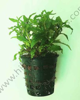 Staurogyne sp. Porto velho (large pot)