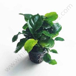Anubias barteri Coin Leaf (Single plant pot)