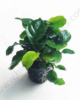 Anubias barteri Coin Leaf (single plant pot)