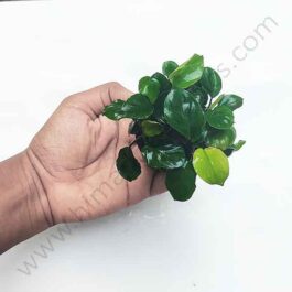 Anubias barteri Coin Leaf (Single plant pot)