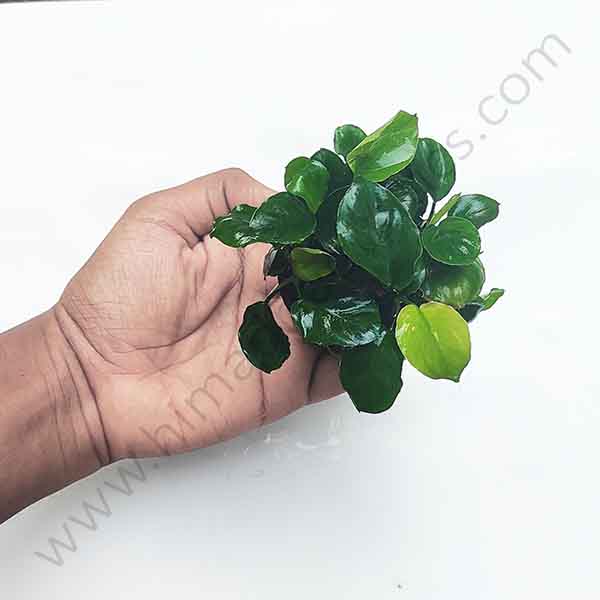 Anubias barteri Coin Leaf (large plant pot) - Image 2