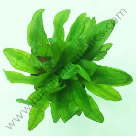 Echinodorus major/ China Amazon (Large pot)