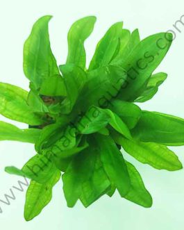 Echinodorus major/ China Amazon (Large pot)